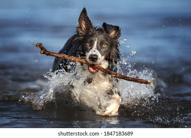 Happy Border Collie Dog Fetching A Stick Out Of Water