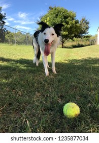 Happy Border Collie. Dog Playing Fetch