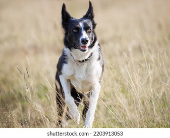 Happy Border Collie Dog Walking Through Dreamy Field