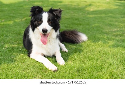 Happy Border Collie Lying On The Grass