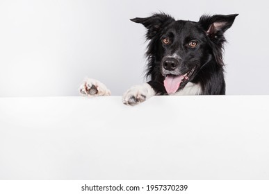Happy  border collie with a white banner or a poster in front of him, isolated. Card template with portrait of a dog . Dog behind empty white board.