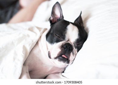 97 Lazy Boston Terrier Images, Stock Photos & Vectors | Shutterstock