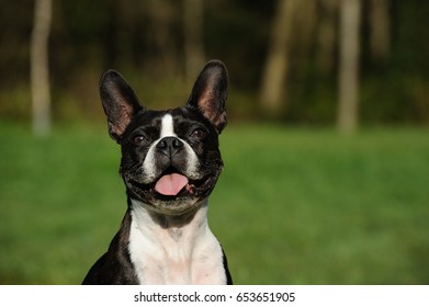 Happy Boston Terrier Portrait Against Green Grass And Trees 