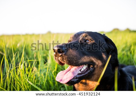 Similar – Image, Stock Photo Margaret Dog Grass Green