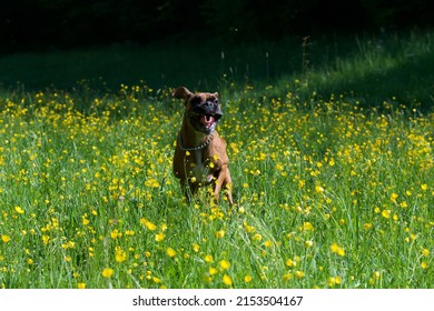 Happy Boxer  Dog In The Middle Of A Field Of Yellow Buttercup Flowers