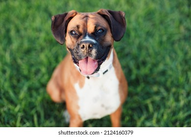 Mini Boxers: Everything You Could Want to Know - Embora Pets