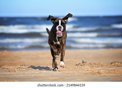 Happy Boxer Dog Running On The Beach