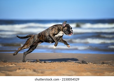 Happy Boxer Dog Running On The Beach In Summer