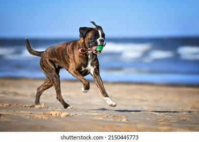 Happy Boxer Dog Running On The Beach With A Ball Toy