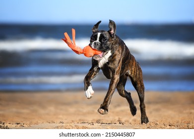 Happy Boxer Dog Running With A Toy In Mouth On The Beach