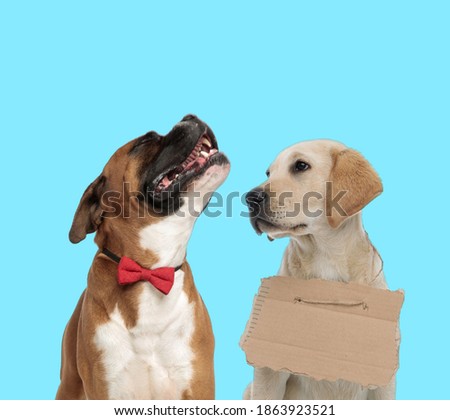 Happy Boxer wearing bowtie while looking up and stray Labrador Retriever wearing adoption sign  on blue background