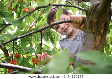 Similar – Senior woman and little girl picking apples from tree