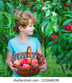 Happy Boy Harvesting Peaches In Fruit Garden, Little Kid Picking And Eating Fresh Ripe Peach From Tree On Organic Pick Own Fruit Farm