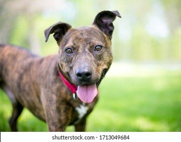 A happy brindle mixed breed dog with floppy ears standing outdoors - Powered by Shutterstock