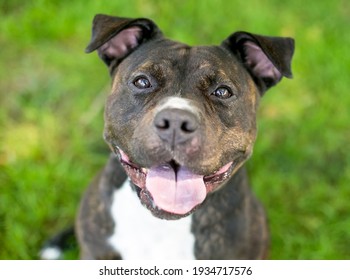 15,133 Brindle Dog Images, Stock Photos & Vectors | Shutterstock