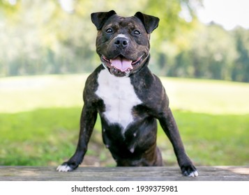 A happy brindle and white Staffordshire Bull Terrier mixed breed dog standing up with its front paws on a bench