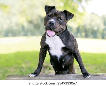 A happy brindle and white Staffordshire Bull Terrier mixed breed dog standing up with its front paws on a bench - Powered by Shutterstock