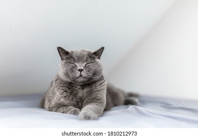 笑う 猫 の写真素材 画像 写真 Shutterstock