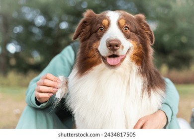 Happy brown Australian Shepherd sits in the owner's arms while the owner combs his fur with a brush. Happy dog looking at the camera. Pet care concept. Concept of grooming for long-haired  - Powered by Shutterstock