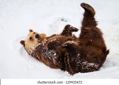 Happy Brown Bear Playing In Snow