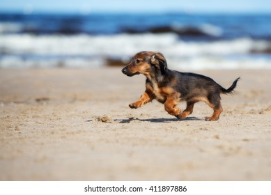 Happy Brown Dachshund Puppy Running On The Beach