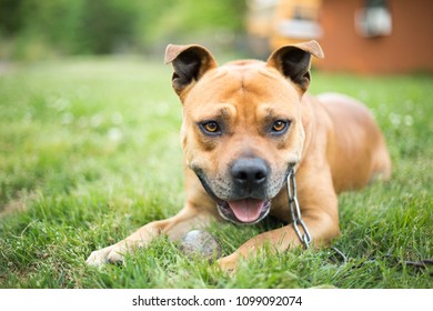 Happy Brown Dog Male, Ears Perked Up