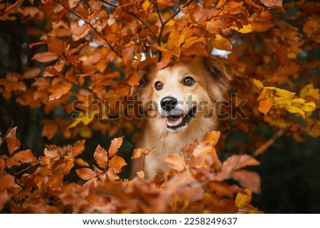 Happy brown dog sits between leaves in autumnal forest and looks cheerful. Portrait of a cute dog in autumn.