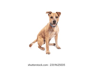 happy brown dog sits on a white background