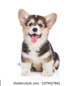 Happy Brown Pembroke Welsh Corgi Puppy Looking At Camera. Isolated On White Background