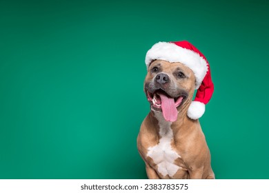 Happy Brown Pit Bull Terrier Dog Smiling Tongue out Isolated in Studio on Green Background wearing Christmas Santa Claus Hat - Powered by Shutterstock