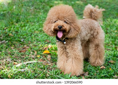 fluffy brown poodle