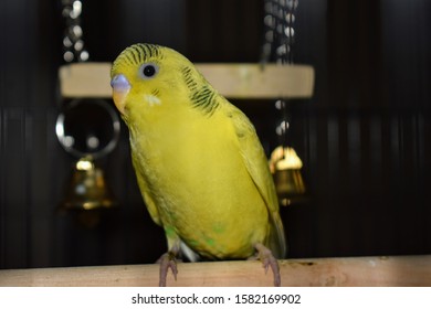 Happy Budgie On The Swing