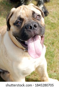 A Happy Bull Mastiff Puppy!