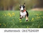 happy bull terrier dog flying above grass outdoors in spring