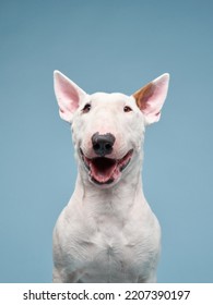 Happy Bull Terrier On A Blue Background. Cute Dog Studio, For Design.