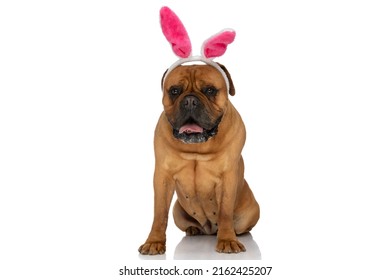 Happy Bullmastiff Dog With Bunny Ears Headband Panting And Sticking Out Tongue On White Background While Sitting In Studio