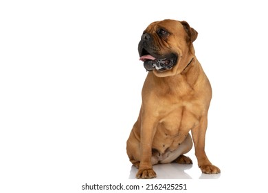 Happy Bullmastiff Dog Sticking Out Tongue, Panting And Drooling While Sitting Isolated On White Background And Looking To Side In Studio