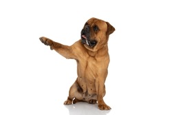 Happy Bullmastiff Dog With Tongue Outside Pointing Paw To Side And Sitting On White Background In Studio
