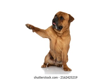 Happy Bullmastiff Dog With Tongue Outside Pointing Paw To Side And Sitting On White Background In Studio