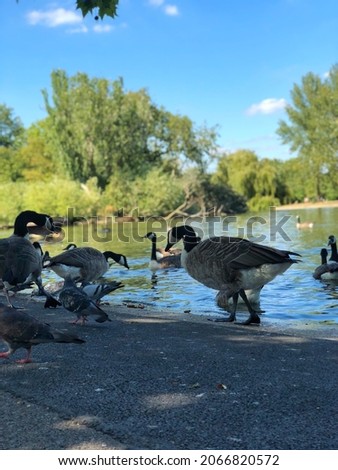Happy and calm time at regents park london