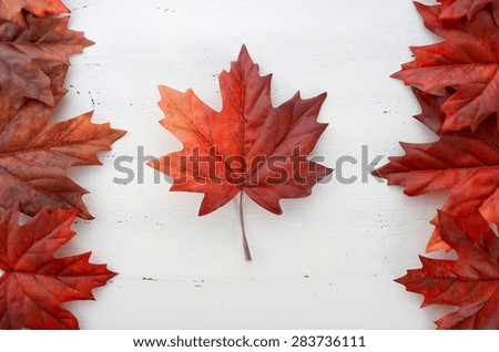 Happy Canada Day red silk leaves in shape of Canadian Flag on white shabby chic wood table. 