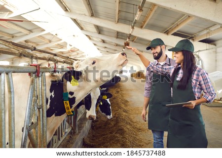 Happy, caring young dairy farm workers looking after cows and using tablet computer with installed agro tech application to record cattle statistics. Food industry and smart farming