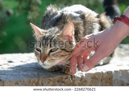Happy cat caressed by a pretty woman's hand with a red bracelet