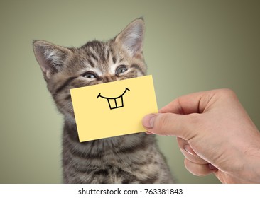 happy cat with funny smile on cardboard  - Shutterstock ID 763381843