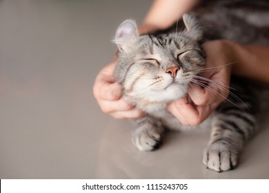 Happy Cat Lovely Comfortable Sleeping By The Woman Stroking Hand Grip At . Love To Animals Concept .