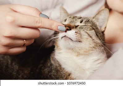 Happy Cat, Owner Is Stroking Cat,  Sniffs  Owner Finger