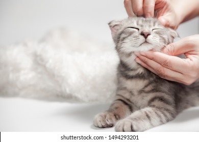 Happy cat Scottish fold breed age 3 months lovely comfortable sleeping by owner stroking hand grip at. Little scottish fold Cat cute ginger kitten pet is feeling happy. love to animals pet concept.