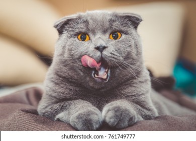 The Cat Purrs Stock Photos Images Photography Shutterstock