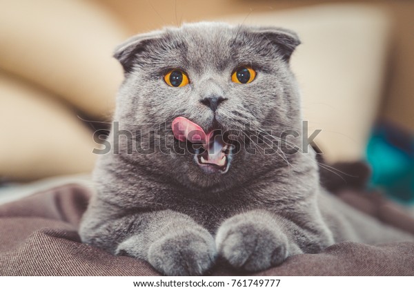 Happy cat. Scottish Fold Cat. British Blue\
Cat at home. Big fat and impudent cat\
