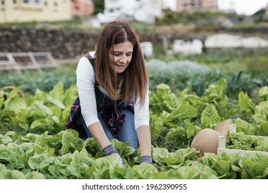 Happy Caucasian Woman Gardening And Picking Up Fresh Lettuce - Fresh And Healty Food